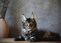 Available for sale Maine Coon kitten - Tessie Fire Stone. Charming female, color n 25. We have extensive experience in shipping kittens to the USA and European