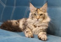 Maine coon kitten for sale.