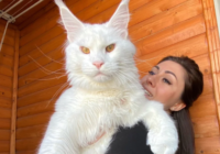 Maine Coon cat from Russia goes to the world record
