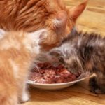 Canva-The-kittens-and-the-mommy-cat-Maine-Coon-eating-cat-food-pate-for-kittens-min