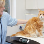 Taking Action Against Giardiasis in Maine Coon Cats