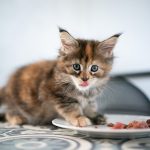 Healthy Diet for Maine Coon Kittens: Solid Food Introduction and Growth Support