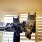 Fulfilling Your Maine Coon’s Social Needs Consider a Second Companion