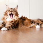 The Advantages of Purchasing Maine Coon Kittens from Established Breedersmmon-uncommon-behavior