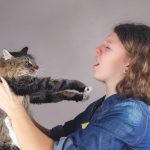 The Allergy Dilemma Can Maine Coon Cats be the Answer